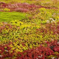 Sedummatte 0,8x1,15 m