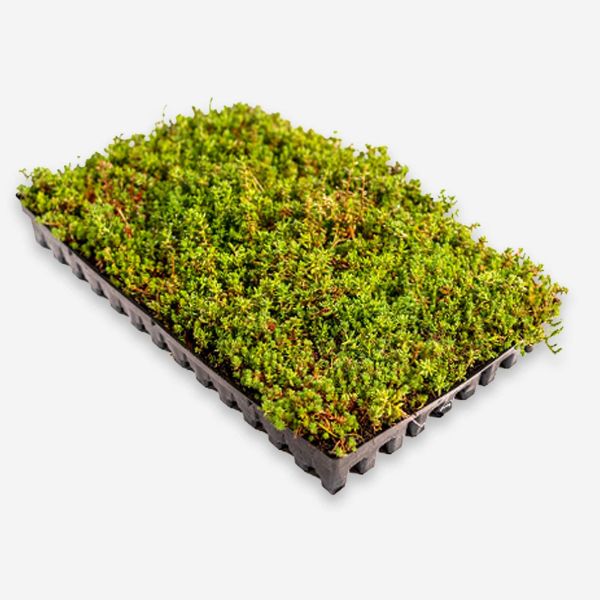 H-BERGKNAPP SEDUMMIX KASSETTER 39X59x6cm NFP (20m2 pal, vekt tør 25 - vatnmettet 50kg)