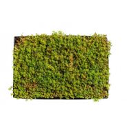 H-BERGKNAPP SEDUMMIX KASSETTER 39X59x6cm NFP (20m2 pal, vekt tør 25 - vatnmettet 50kg)