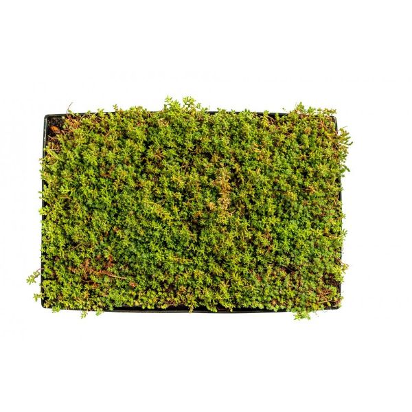 H-BERGKNAPP SEDUMMIX KASSETTER 39X59x6cm NFP (20m2 pal, vekt tør 25 - vatnmettet 50kg)