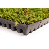 H-BERGKNAPP SEDUMMIX KASSETTER 39X59x6cm NFP (20m2 pal, vekt tør 25 - vatnmettet 50kg)