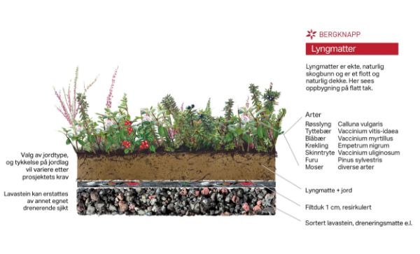 H-BERGKNAPP LYNG (20M2 pl (80x120cm), 3-4 TIM. m/SKYGGE FOR VEKST (vekt 0,6-1 tonn medium tørt)